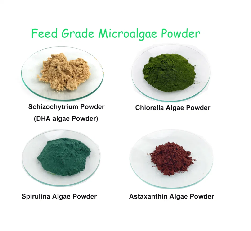 Chlorella Powder Feed Grade Natural Algae Additive