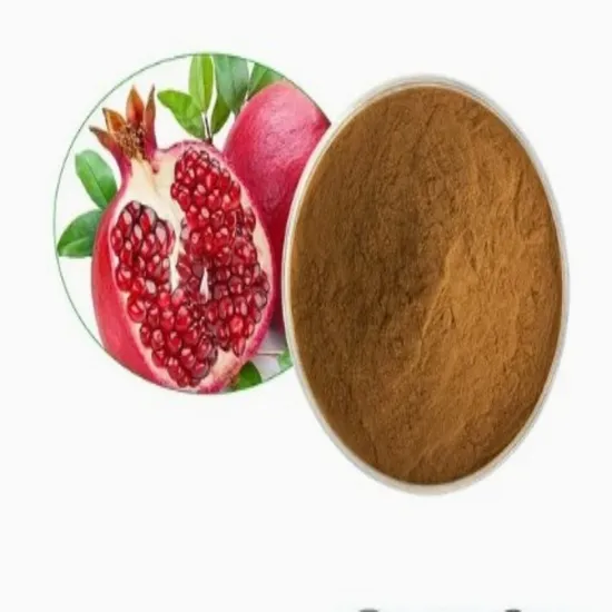 Organic Plant Root Cichoric Acid 4% Powder Purpurea Echinacea Extract