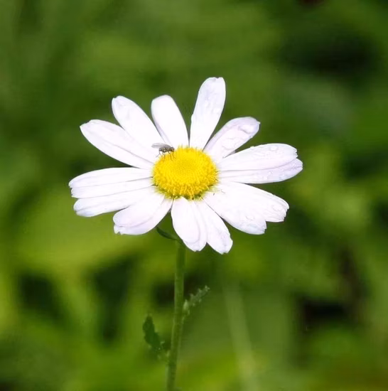 Natural Plant Extract White Flower Pyrethrum Extract